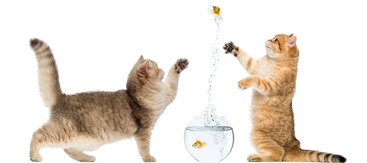 cat catching fish
